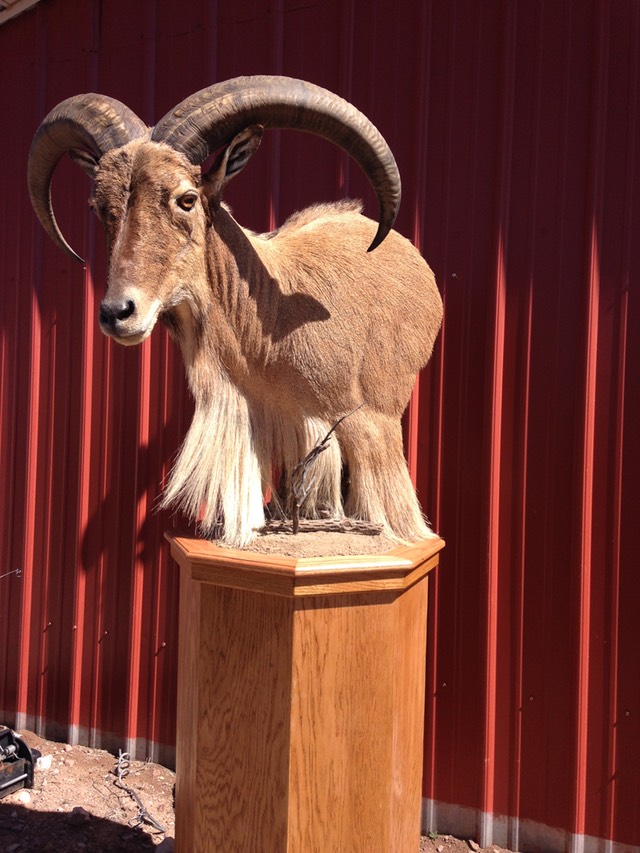 Heads & Tails Taxidermy-1-5