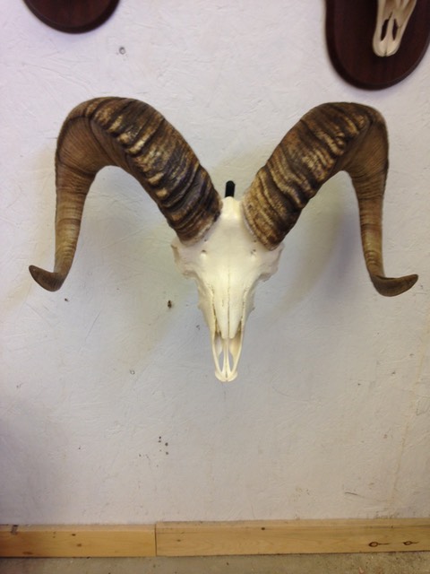 Heads & Tails Taxidermy-10-2