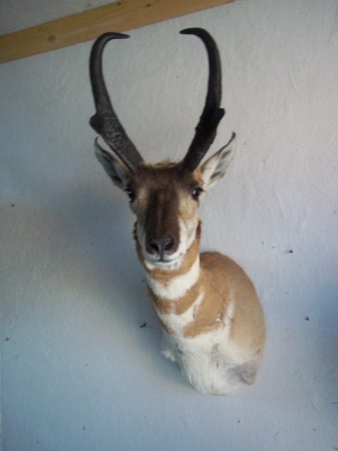 Heads & Tails Taxidermy-12