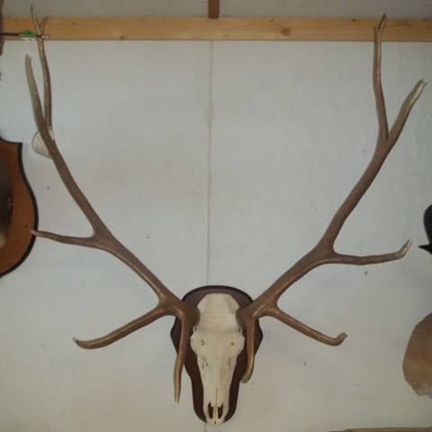 Heads & Tails Taxidermy-3