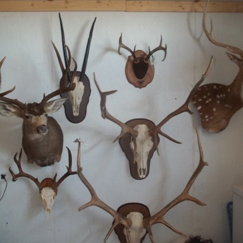 Heads & Tails Taxidermy-6
