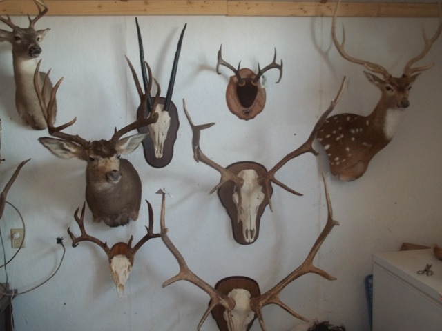 Heads & Tails Taxidermy-6